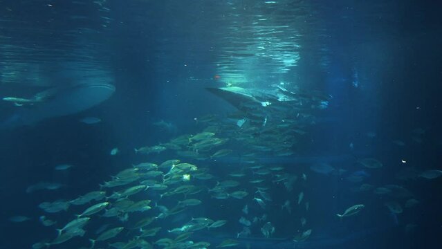 Whale Shark Swimming Among Fish