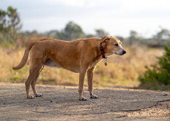 Dog on a dirt road, gazing ahead