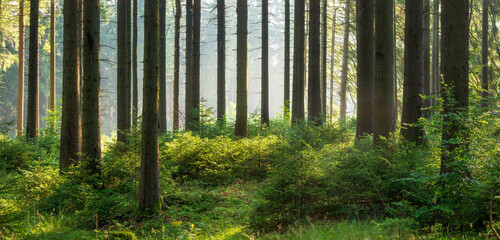 Panoramic Sunny Spruce Forest with with thick undergrowth and Morning Fog