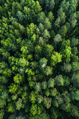 Aerial top view of summer green trees in forest in rural Finland