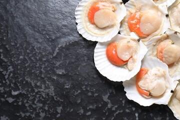 Fresh raw scallops with shells on black textured table, flat lay. Space for text