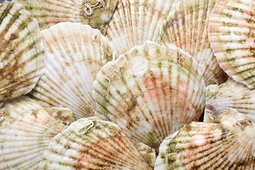 Fresh raw scallops in shells as background, top view