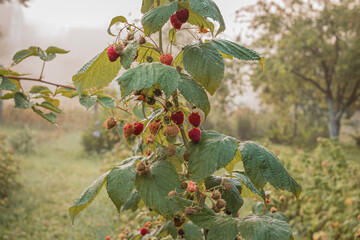 ripe raspberries in a garden on a green background