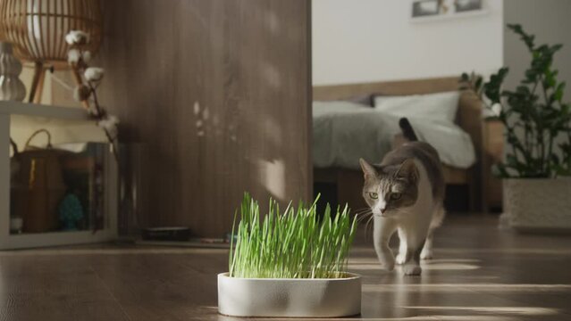 Cat Exploring Indoor Grass Pot