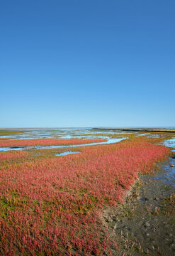 Salt Marsh with blooming glasswort  resp.Salicornia europaea at north Sea,North Frisia,Wattenmeer National Park,Germany