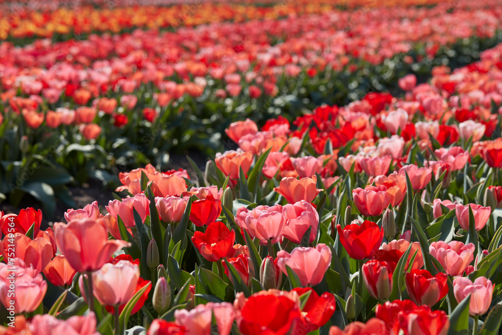 Wall mural tulip flowers in red, pink colors texture background with bokeh in spring sunlight