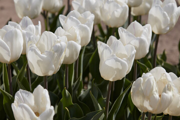 Tulip White Price flowers in spring sunlight - 752149549