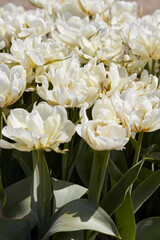Tulip Exotic Emperor white flowers texture background in spring sunlight - 752149562