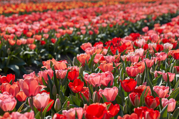 Tulip flowers in red, pink colors texture background with bokeh in spring sunlight - 752149564