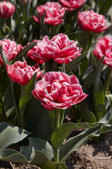 Tulip Columbus flowers in red and white colors in spring sunlight - 752149568