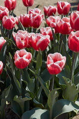 Tulip Lech Walesa, red pink and white flowers in spring sunlight