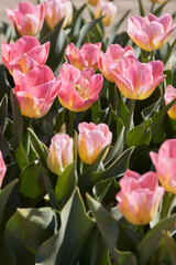 Tulip Tom Pouce flowers and field in spring sunlight - 752149572