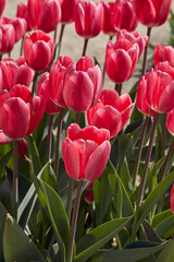 Tulip Rosy Delight, pink flowers in spring sunlight - 752149578