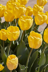 Tulip yellow flowers in spring sunlight - 752149581