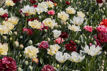 Double tulip flowers in white, pale yellow and dark red colors texture background in spring sunlight - 752149586