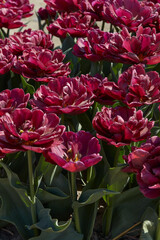 Tulip Silk Road, dark red flowers and field in spring sunlight - 752149592