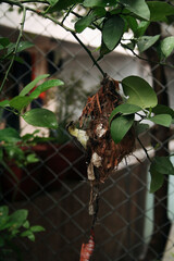 Vadodara, Gujarat / India - July 5, 2006 : The yellow-bellied sunbird with its nest on a tree in the home backyard garden.