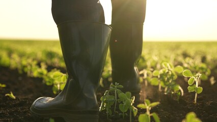 farmer rubber boots walks through field sunset. Agriculture. green soybean sprouts field sunset....