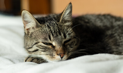 Portrait of a grey, tabby cat with green eyes, relaxing on a fluffy white blanket, peacefully