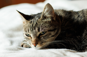 Portrait of a grey, tabby cat with green eyes, relaxing on a fluffy white blanket, peacefully, looking at the camera