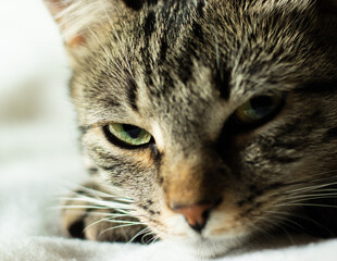 Portrait of a grey, tabby cat with green eyes, relaxing on a fluffy white blanket, peacefully, looking at the camera