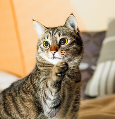 A gray, tabby cat with orange eyes, dilated pupils, playing with a funny face, teeth out and claws showing
