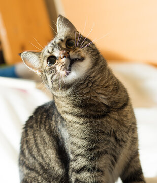 A gray, tabby cat with orange eyes, dilated pupils, playing with a funny face, fangs out and spread out whiskers