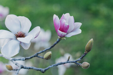 Obraz premium Amazing Magnolia flowers in a spring garden. Springtime background.