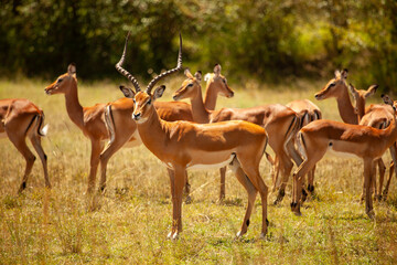 group of waterbucks in savannah grassland