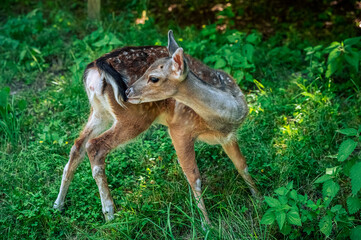 Roe deer in the woods