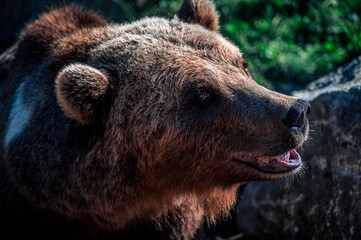 Brown bear in the zoo