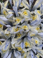 Iris flower background 