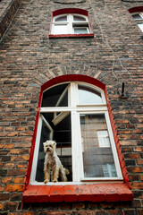Cute hairy dog sticking out of the window in brick tenant house in Nikiszowiec, Katowice, Poland - 752156181