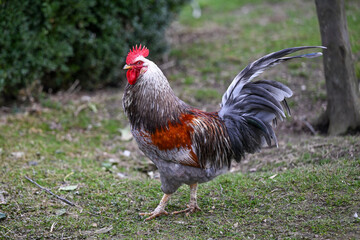 AUT, Gnadenhof Wiesmayrgut, Familie Fuchsberger, Gunskirchen
