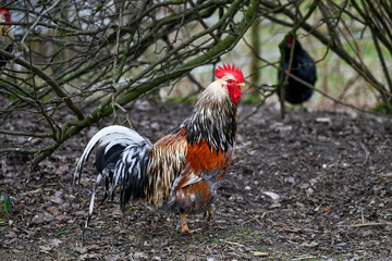 AUT, Gnadenhof Wiesmayrgut, Familie Fuchsberger, Gunskirchen