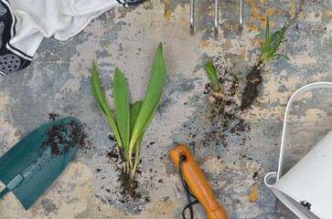 Gardening, hobby - planting plants in spring: seedlings, shovel and other equipment on a table - top view. 