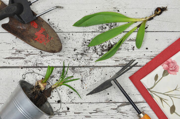 Preparations for spring garden work: seedlings, gardening tools on a white wooden table, flat lay. 