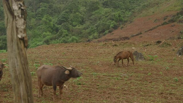 A family of water buffalo look on in curiosity as a young horse trots around the paddock.
