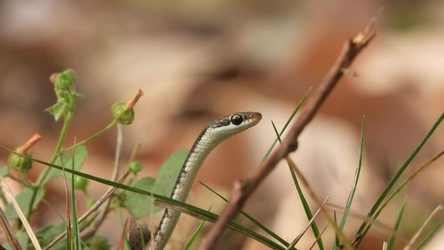 Bronzeback tree snake looking for hunt .