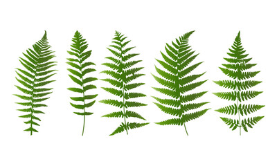 Tropical leaves vector. Set of palm leaves silhouettes isolated on white background