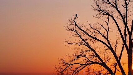 Fototapeta na wymiar silhouette of tree in sunset