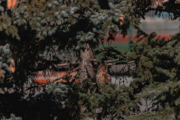 A long-eared owl sits on a tree branch. Portrait of a Eurasian eagle owl. Close-up. Wild nature. Sunny day.