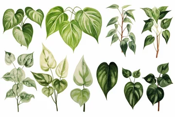 Fotobehang green pothos plant leaves  botanical illustration. easy plants to grow - houseplants hobby. Epipremnum aureum. © Dina