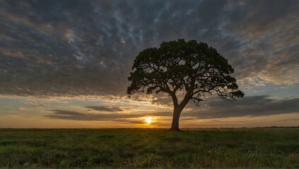 Wide angle shot of a single tree growing under a clouded sky during a sunset surrounded by grass