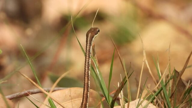 Bronzeback tree snake in ground finding food .