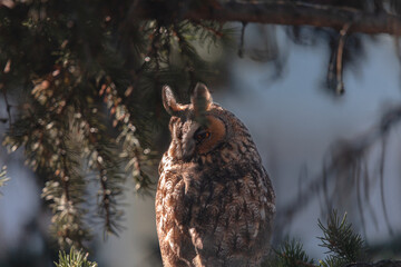 A long-eared owl sits on a tree branch. Portrait of a Eurasian eagle owl. Close-up. Wild nature....