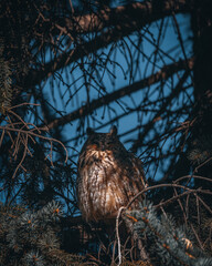 A long-eared owl sits on a tree branch. Portrait of a Eurasian eagle owl. Close-up. Wild nature. Sunny day.