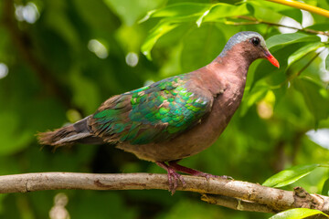 The emerald dove or common emerald dove (Chalcophaps indica), also called Asian emerald dove and grey-capped emerald dove