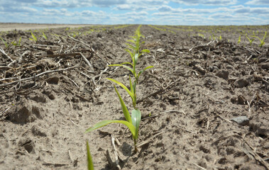 Young corn sprouts, plants growing in the corn field