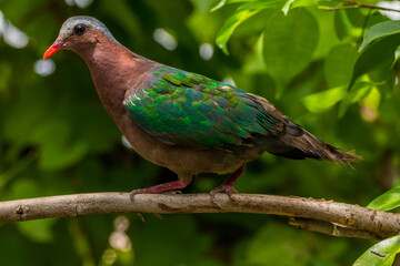 The emerald dove or common emerald dove (Chalcophaps indica), also called Asian emerald dove and grey-capped emerald dove